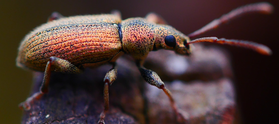 Weevil-114383.jpg (1)