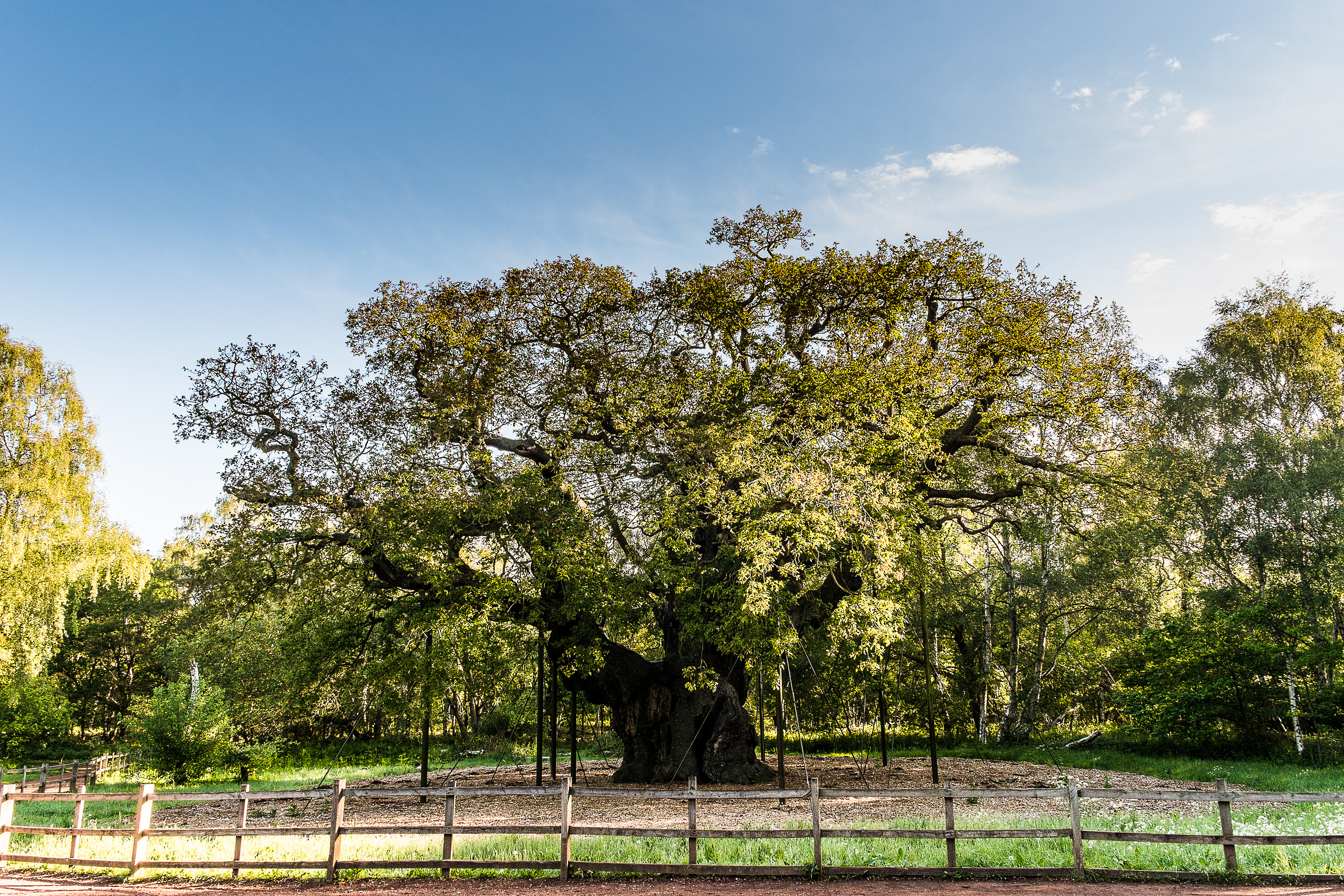 2015 Major Oak UKE
