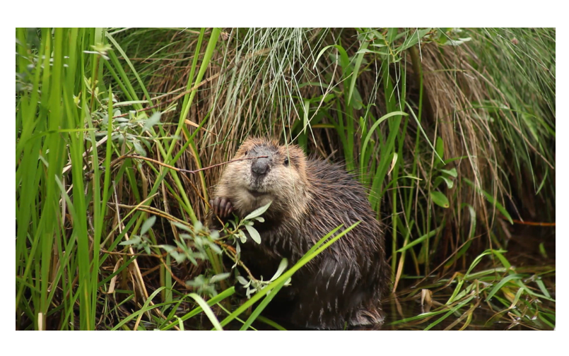 02_TheBeaverBelievers_KitSmiling-114382.jpg