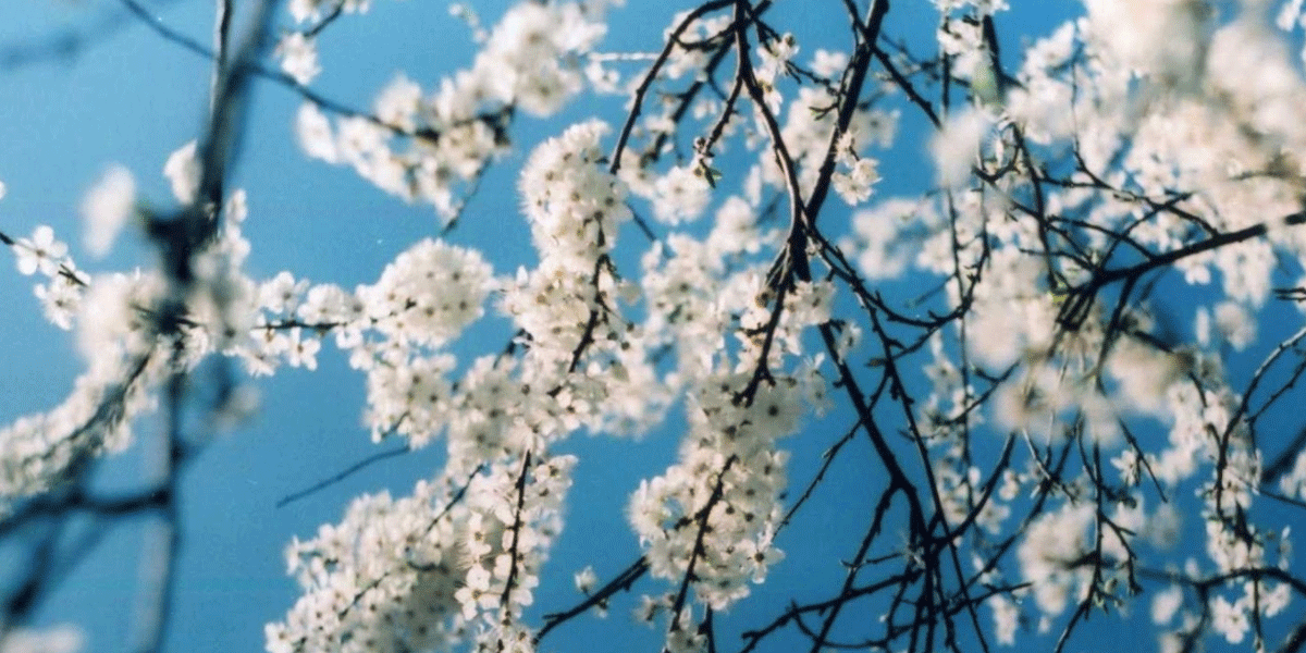 d446f055-bf2d-4440-ba8d-5bf069086cce.gif