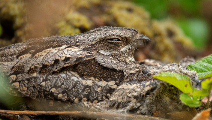 Nightjar in Sherwood Forest. Credit Ben Andrew RSPB Images-114383.jpg