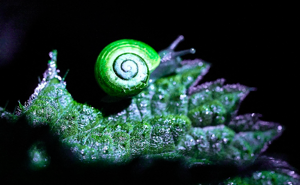 Illuminate snail image-114383.jpg (1)