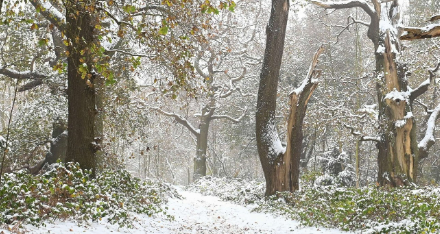Sherwood in the snow. December 2023. Credit Tammy Herd-114383.jpg