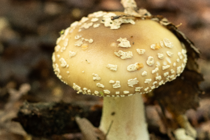 Panther cap false blusher Amanita pantherina July 2023. Credit Tammy Herd-114383.jpg
