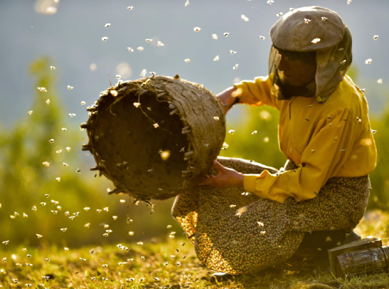 Honeyland-114382.jpeg (1)