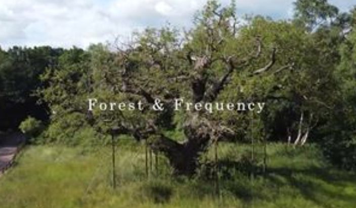 Forest and frequency image-127113.jpg