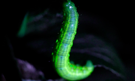 Illuminate caterpillar. Resized for web-114383.jpg