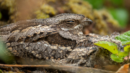 Nightjar in Sherwood Forest. Credit Ben Andrew RSPB Images-114383.jpg (1)