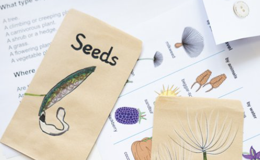 seeds-114386.jpg (1)