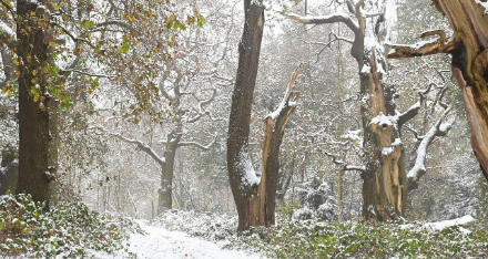 Sherwood in the snow. December 2023. Credit Tammy Herd-114383.jpg (2)