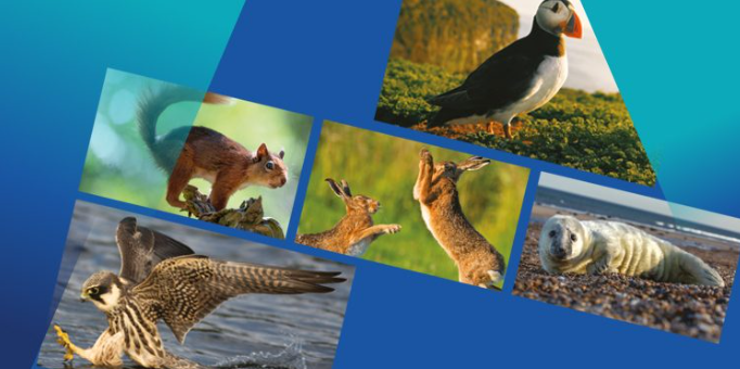 01_v2-Wild-isles_website-listing-clean_750-x-375-122743.jpg