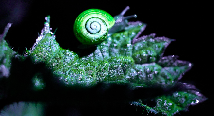 Illuminate snail image-114383.jpg