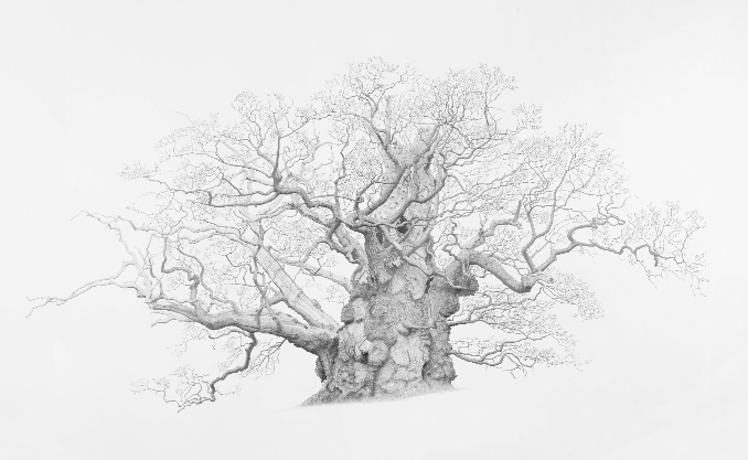Mark Frith Ancient Oaks - The Harley Foundation – 1-114340.jpg