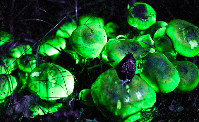 Illuminate fungi. Resized for web-114383.jpg (1)
